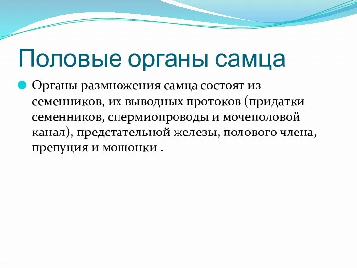 Половые органы самца Органы размножения самца состоят из семенников, их