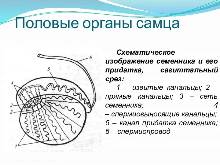 Половые органы самца Схематическое изображение семенника и его придатка, сагиттальный