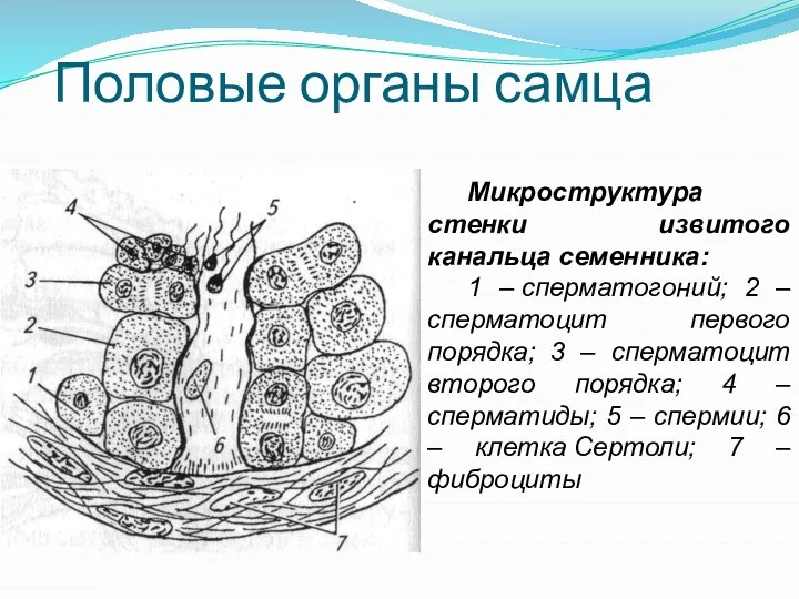 Половые органы самца Микроструктура стенки извитого канальца семенника: 1 –