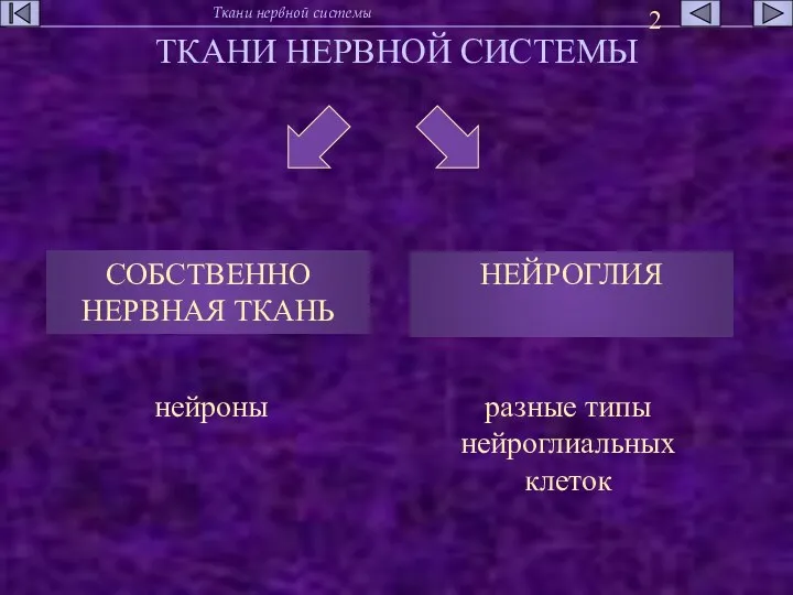 ТКАНИ НЕРВНОЙ СИСТЕМЫ