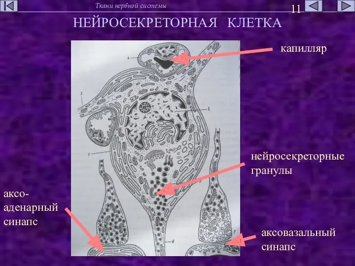 НЕЙРОСЕКРЕТОРНАЯ КЛЕТКА капилляр нейросекреторные гранулы аксовазальный синапс аксо- аденарный синапс