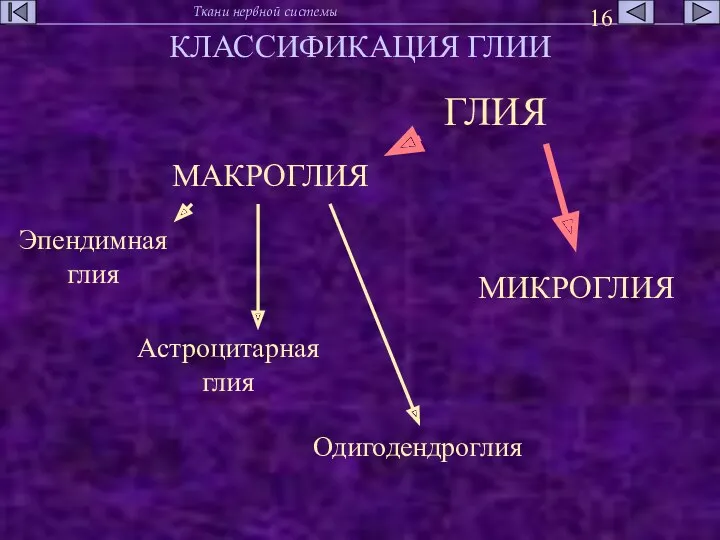 КЛАССИФИКАЦИЯ ГЛИИ МАКРОГЛИЯ МИКРОГЛИЯ ГЛИЯ Эпендимная глия Астроцитарная глия Одигодендроглия