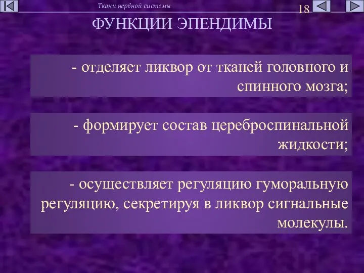 ФУНКЦИИ ЭПЕНДИМЫ - отделяет ликвор от тканей головного и спинного