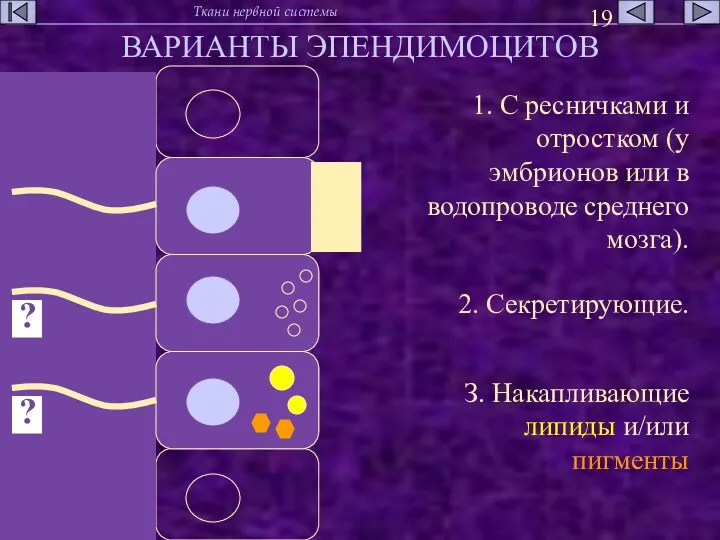 ВАРИАНТЫ ЭПЕНДИМОЦИТОВ