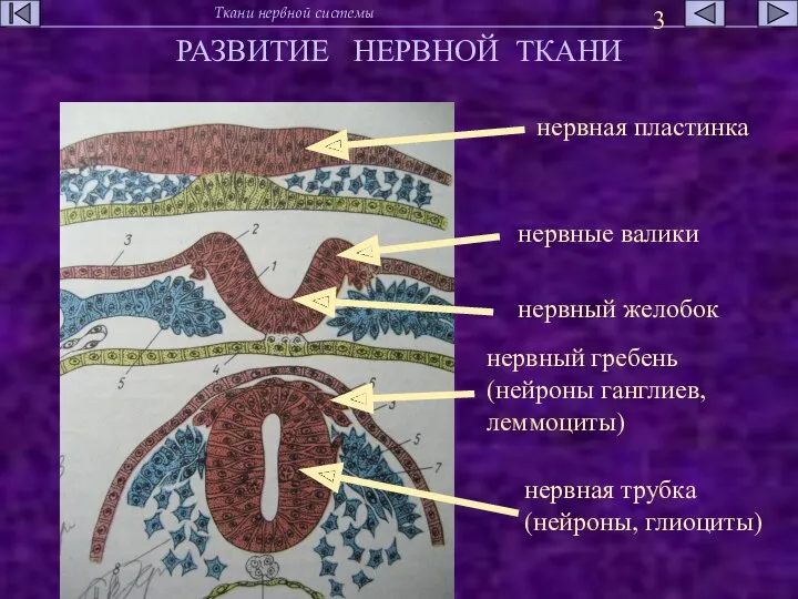 РАЗВИТИЕ НЕРВНОЙ ТКАНИ нервная пластинка нервная трубка (нейроны, глиоциты) нервные