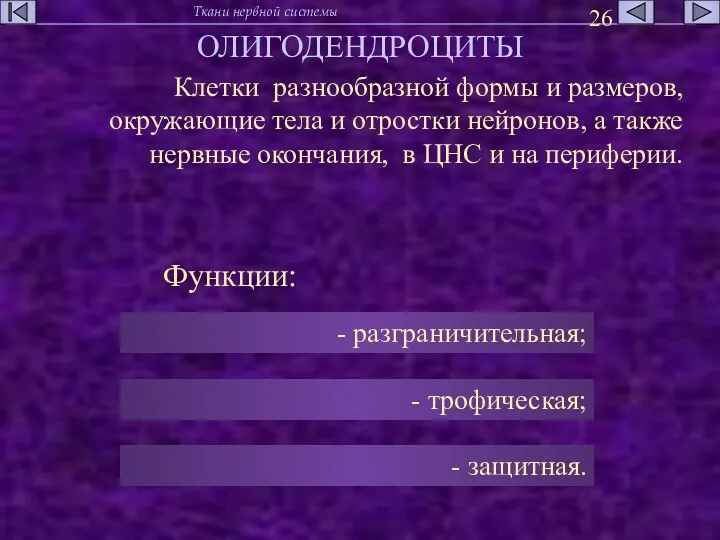 ОЛИГОДЕНДРОЦИТЫ Клетки разнообразной формы и размеров, окружающие тела и отростки