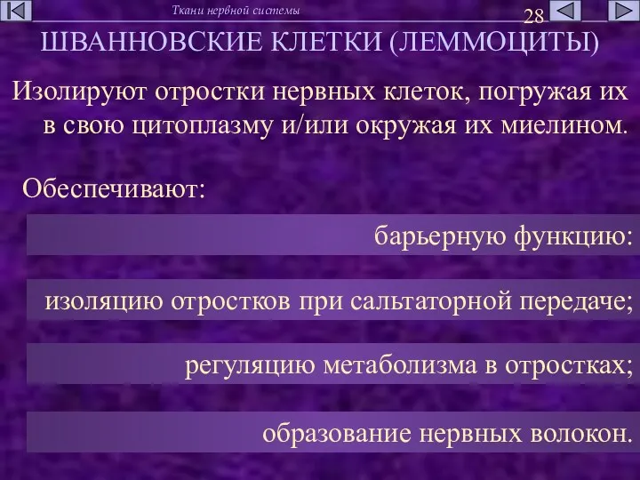 ШВАННОВСКИЕ КЛЕТКИ (ЛЕММОЦИТЫ) Изолируют отростки нервных клеток, погружая их в