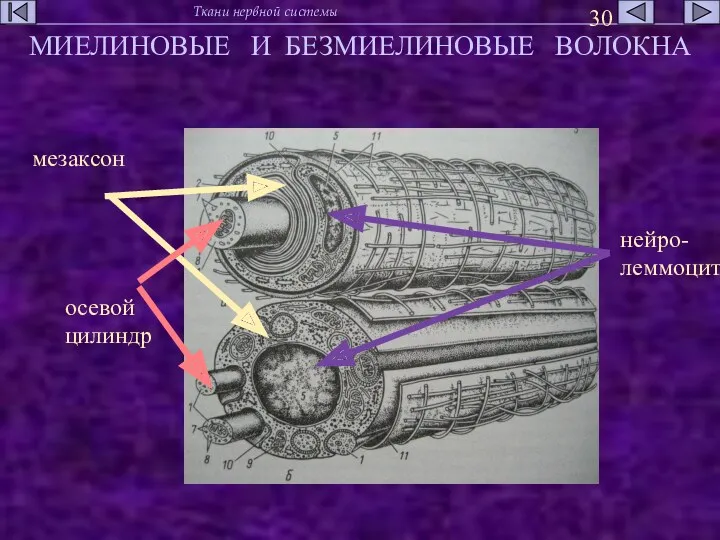 МИЕЛИНОВЫЕ И БЕЗМИЕЛИНОВЫЕ ВОЛОКНА мезаксон осевой цилиндр нейро- леммоцит