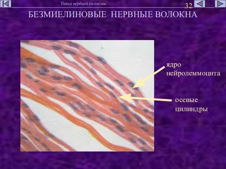 БЕЗМИЕЛИНОВЫЕ НЕРВНЫЕ ВОЛОКНА ядро нейролеммоцита осевые цилиндры