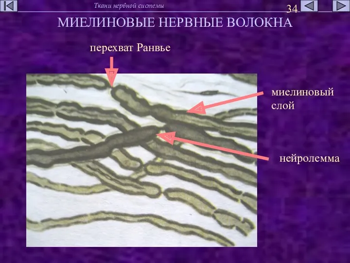 МИЕЛИНОВЫЕ НЕРВНЫЕ ВОЛОКНА перехват Ранвье нейролемма миелиновый слой