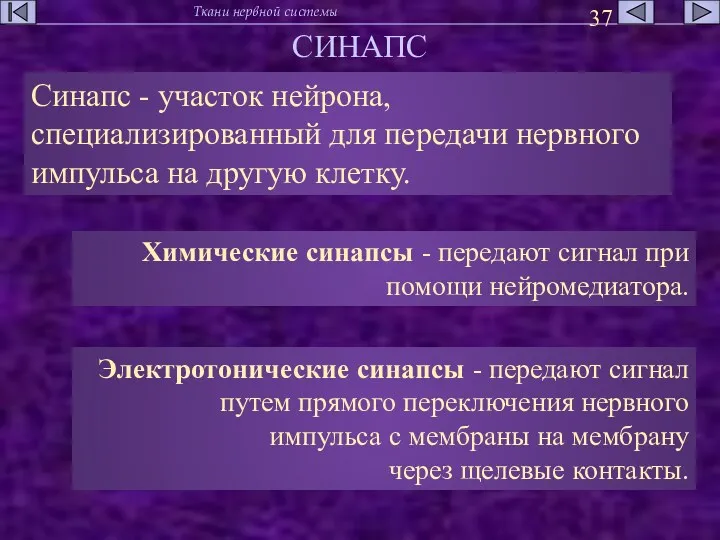 СИНАПС Синапс - участок нейрона, специализированный для передачи нервного импульса