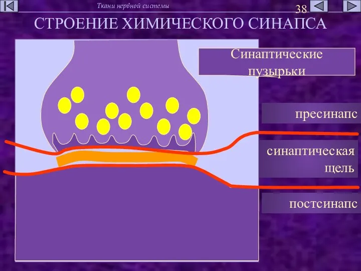 СТРОЕНИЕ ХИМИЧЕСКОГО СИНАПСА Синаптические пузырьки