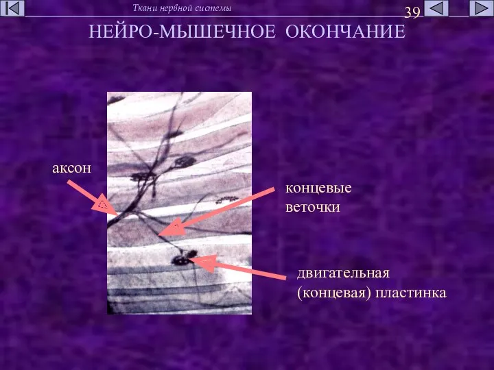 НЕЙРО-МЫШЕЧНОЕ ОКОНЧАНИЕ двигательная (концевая) пластинка концевые веточки аксон