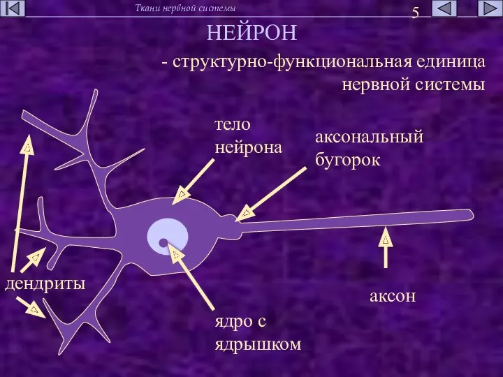 НЕЙРОН - структурно-функциональная единица нервной системы