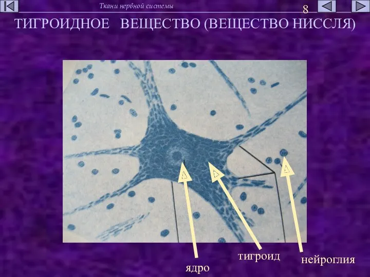 ТИГРОИДНОЕ ВЕЩЕСТВО (ВЕЩЕСТВО НИССЛЯ) тигроид ядро нейроглия