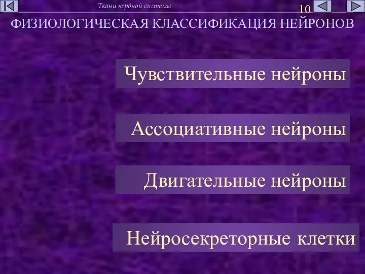 ФИЗИОЛОГИЧЕСКАЯ КЛАССИФИКАЦИЯ НЕЙРОНОВ Чувствительные нейроны Ассоциативные нейроны Двигательные нейроны Нейросекреторные клетки