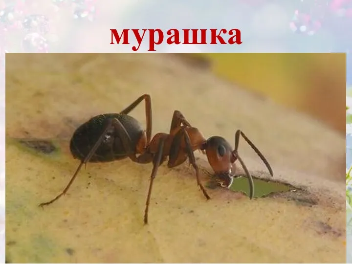 мурашка