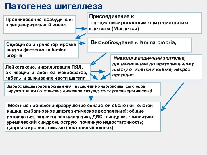 Эндоцитоз и транспортировка внутри фагосомы к lamina propria Лейкотаксис, инфильтрация