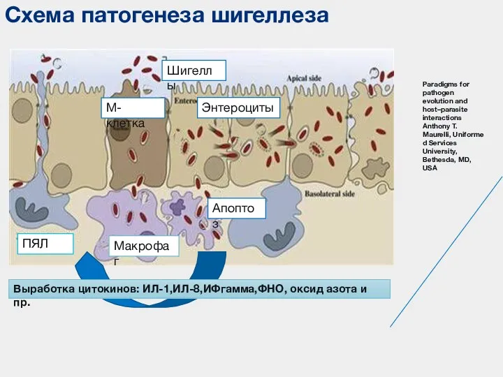 Схема патогенеза шигеллеза ПЯЛ Макрофаг Paradigms for pathogen evolution and