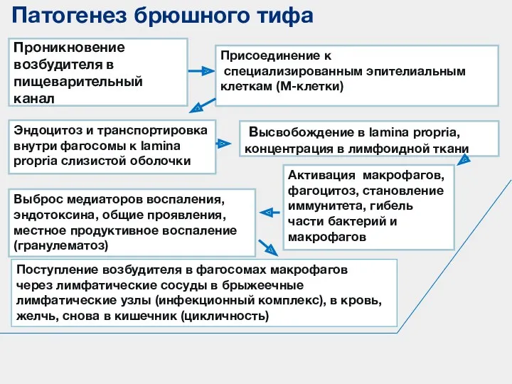 Эндоцитоз и транспортировка внутри фагосомы к lamina propria слизистой оболочки