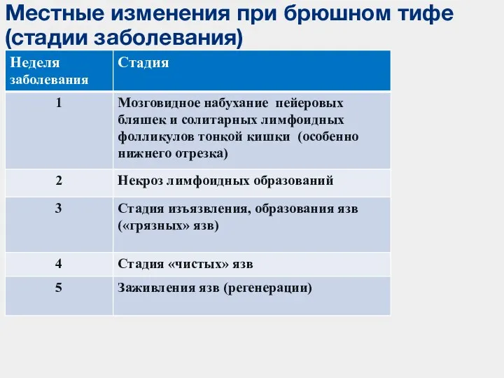 Местные изменения при брюшном тифе (стадии заболевания)