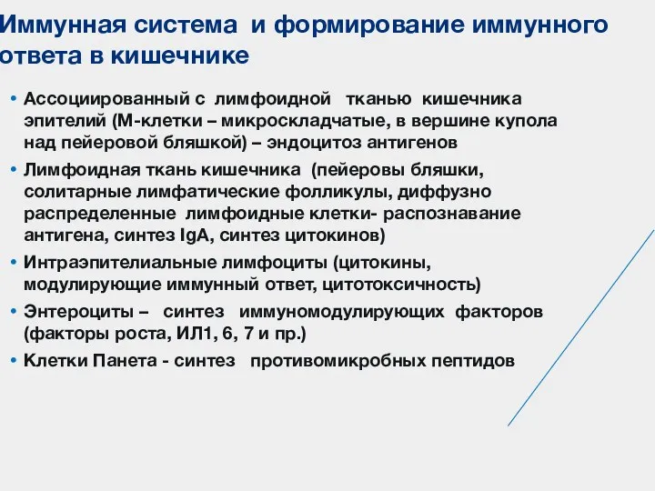 Ассоциированный с лимфоидной тканью кишечника эпителий (М-клетки – микроскладчатые, в