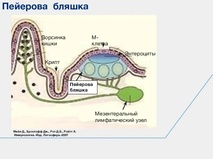 Пейерова бляшка Ворсинка кишки Крипта М-клетка Энтероциты Мезентеральный лимфатический узел