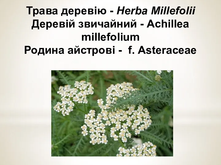 Трава деревiю - Herba Millefolii Деревій звичайний - Achillea millefolium Родина айстрові - f. Аstеrасеае