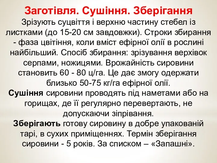 Заготівля. Сушіння. Зберігання Зрізують суцвіття і верхню частину стебел із