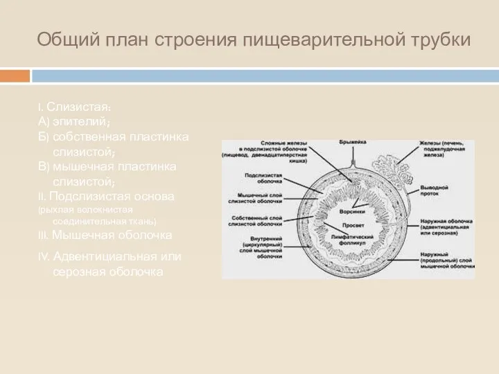 Общий план строения пищеварительной трубки I. Слизистая: А) эпителий; Б)