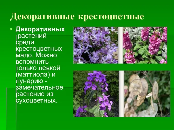 Декоративные крестоцветные Декоративных растений среди крестоцветных мало. Можно вспомнить только левкой (маттиола) и