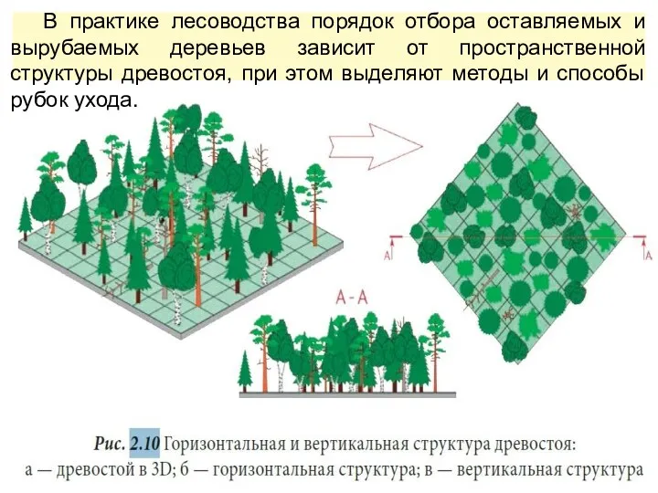 В практике лесоводства порядок отбора оставляемых и вырубаемых деревьев зависит