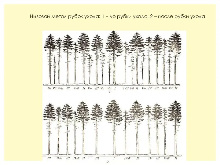 Низовой метод рубок ухода: 1 – до рубки ухода, 2 – после рубки ухода
