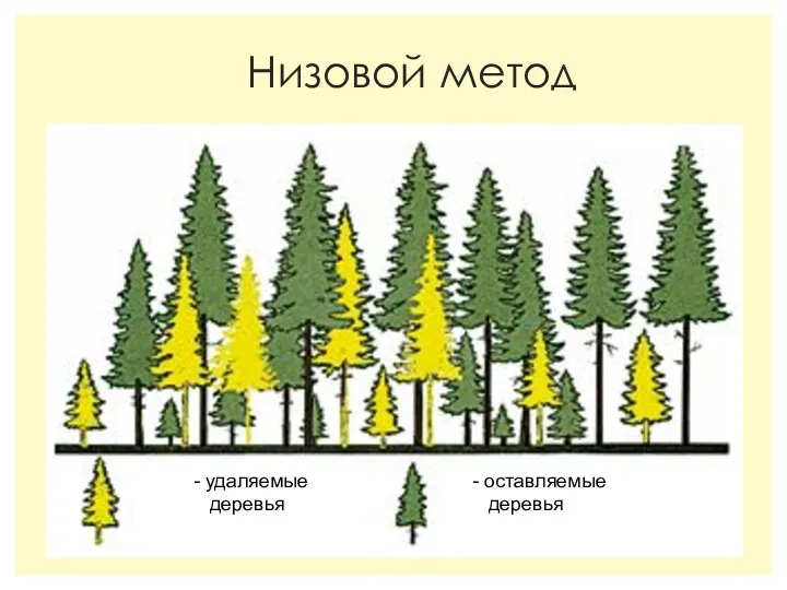 Низовой метод - удаляемые деревья - оставляемые деревья