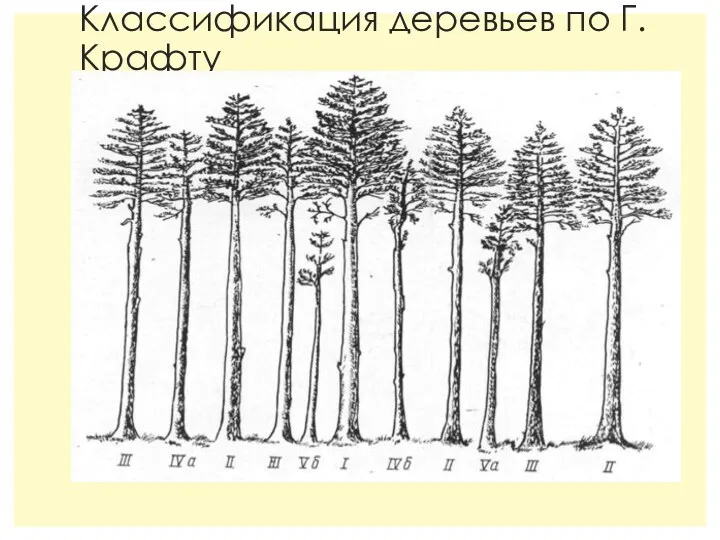 Классификация деревьев по Г.Крафту