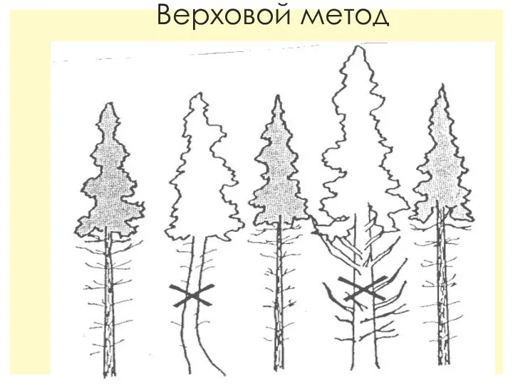 Верховой метод