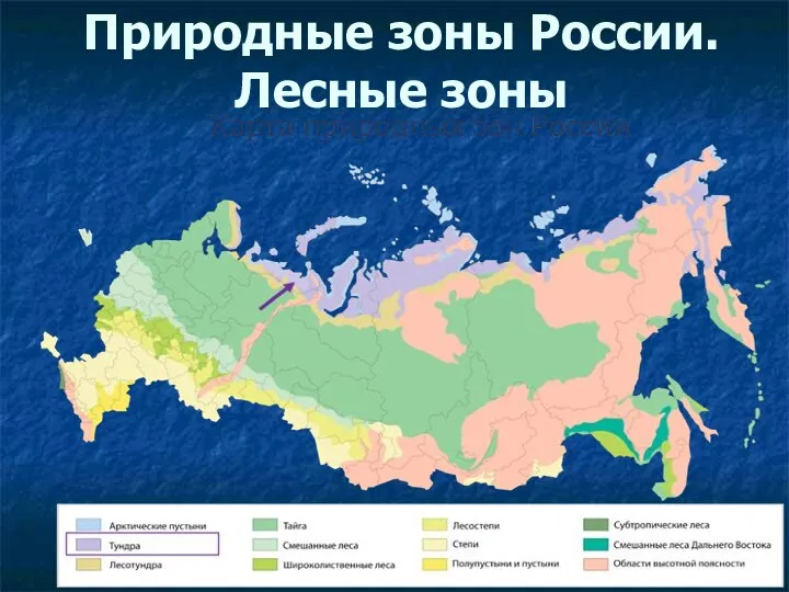 Природные зоны России. Лесные зоны