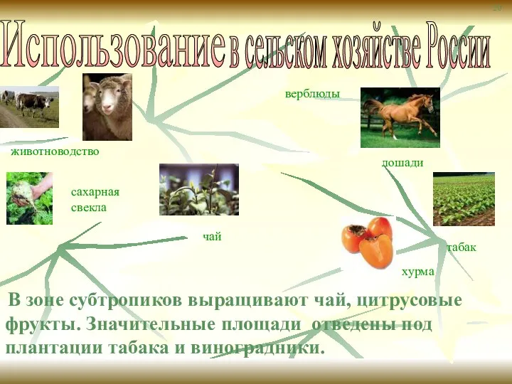 Использование в сельском хозяйстве России