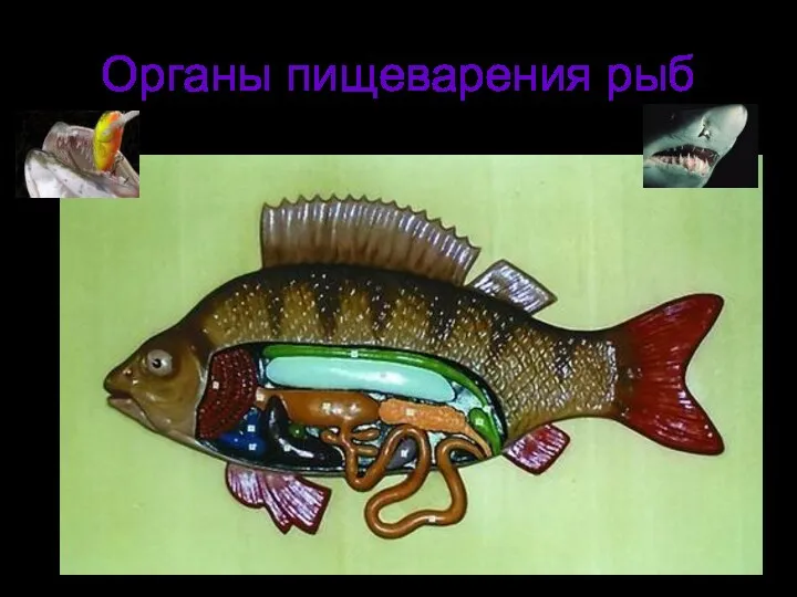 Органы пищеварения рыб