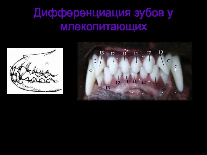 Дифференциация зубов у млекопитающих