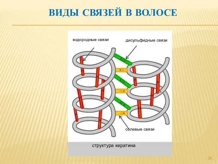 ВИДЫ СВЯЗЕЙ В ВОЛОСЕ