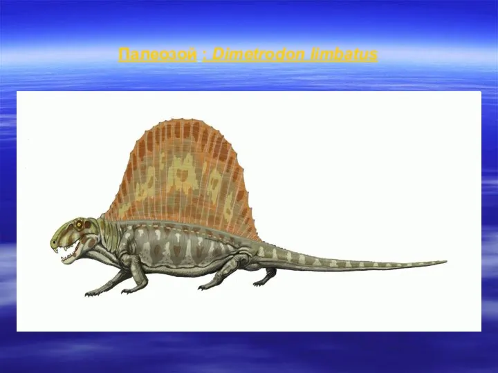 Палеозой : Dimetrodon limbatus