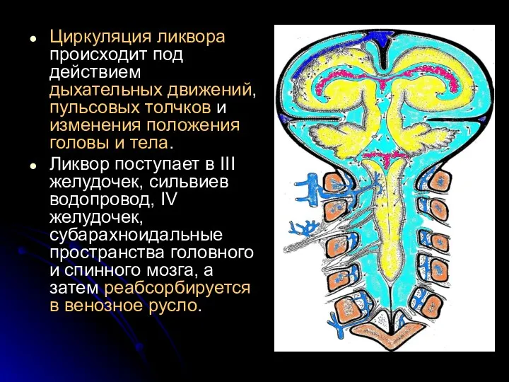 Циркуляция ликвора происходит под действием дыхательных движений, пульсовых толчков и