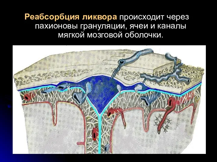 Реабсорбция ликвора происходит через пахионовы грануляции, ячеи и каналы мягкой мозговой оболочки.