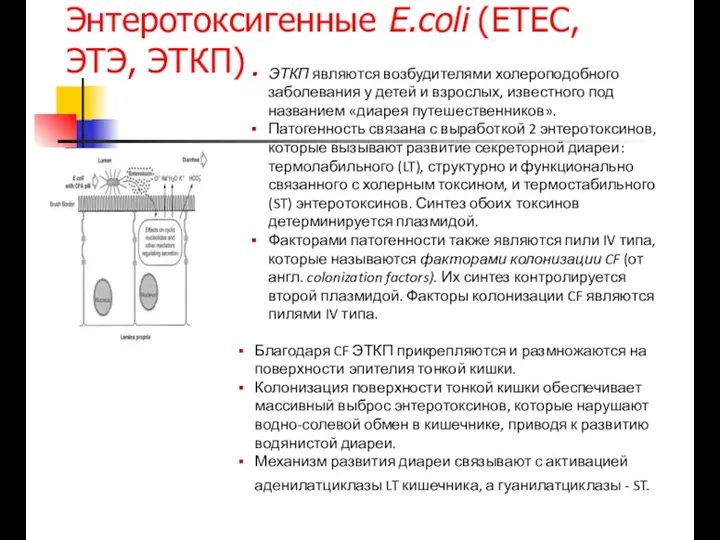 Энтеротоксигенные E.coli (ETEC, ЭТЭ, ЭТКП) ЭТКП являются возбудителями холероподобного заболевания