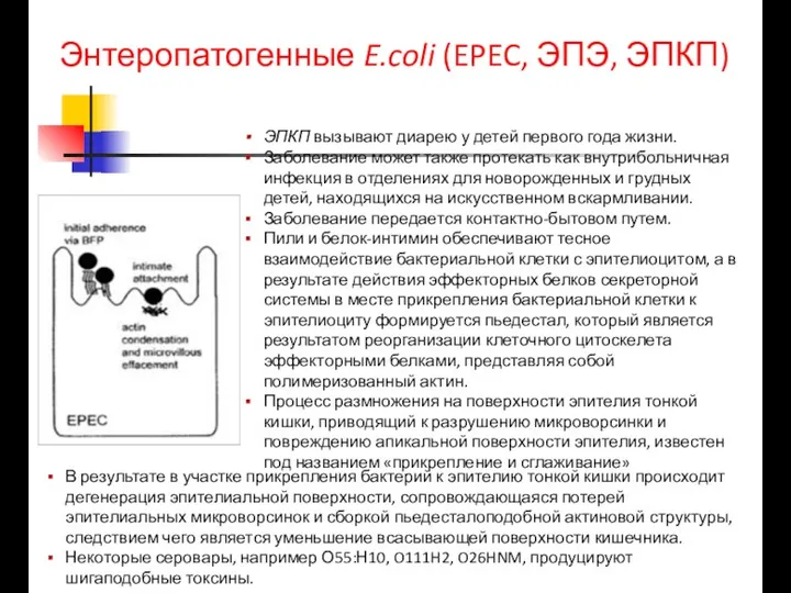 Энтеропатогенные E.coli (EPEC, ЭПЭ, ЭПКП) ЭПКП вызывают диарею у детей