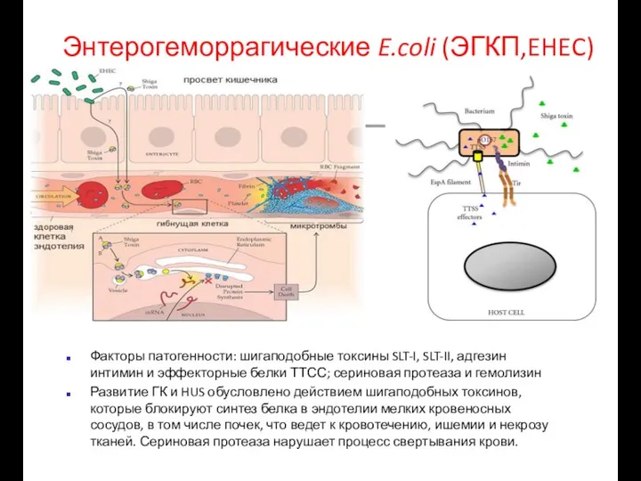 Энтерогеморрагические E.coli (ЭГКП,EHEC) Факторы патогенности: шигаподобные токсины SLT-I, SLT-II, адгезин