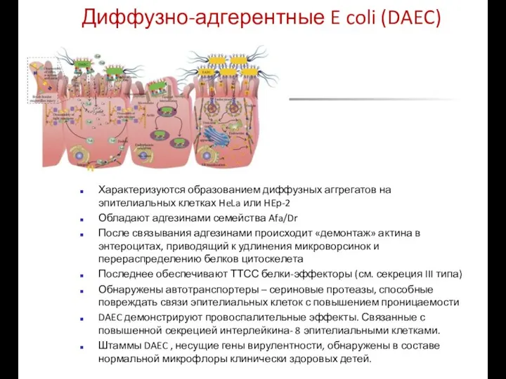 Диффузно-адгерентные E coli (DAEC) Характеризуются образованием диффузных аггрегатов на эпителиальных