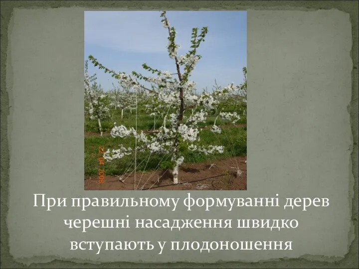 При правильному формуванні дерев черешні насадження швидко вступають у плодоношення