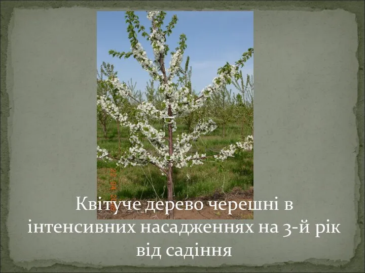 Квітуче дерево черешні в інтенсивних насадженнях на 3-й рік від садіння